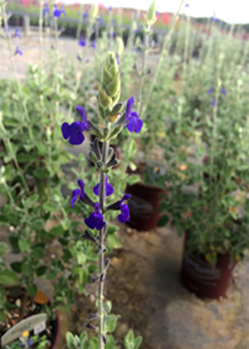 Salvia chamaedryoides 'Marine Blue'